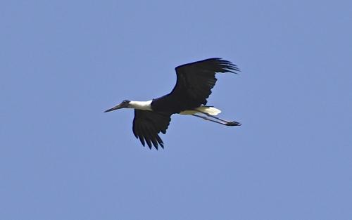 IMG 0546